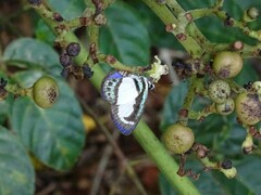 Psychonotis caelius