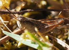 Phaulacridium vittatum