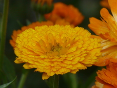 Asteraceae