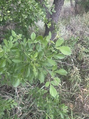 Searsia pyroides pyroides