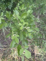 Searsia pyroides pyroides