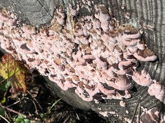 Punctularia atropurpurascens