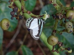 Psychonotis caelius