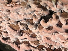 Punctularia atropurpurascens