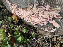 Punctularia atropurpurascens