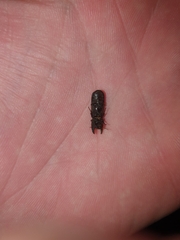 Bostrychoplites cornutus