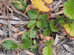 Hibbertia grossulariifolia