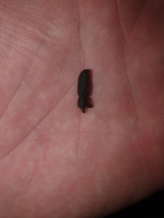 Bostrychoplites cornutus