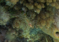 Tubulariidae
