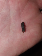 Bostrychoplites cornutus