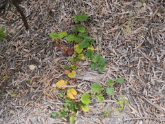 Hibbertia grossulariifolia