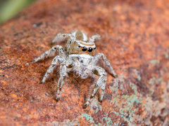 Pseudomogrus validus