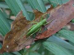 Austrosalomona destructor