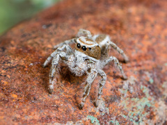 Pseudomogrus validus