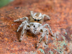 Pseudomogrus validus