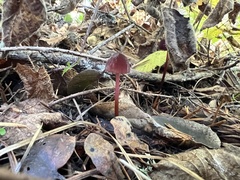 Marasmius plicatulus