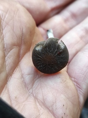 Pluteus phlebophorus