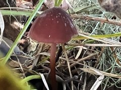 Marasmius plicatulus