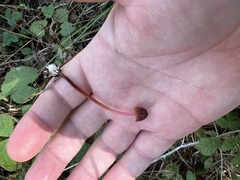 Marasmius plicatulus