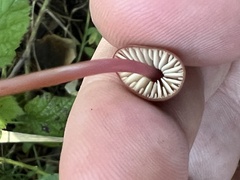 Marasmius plicatulus