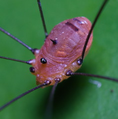 Pseudogagrella splendens