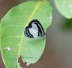 Psychonotis caelius