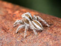 Pseudomogrus validus