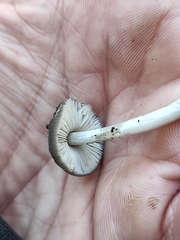 Pluteus phlebophorus