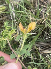 Crotalaria lotoides