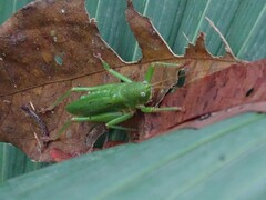 Austrosalomona destructor