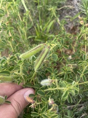 Crotalaria lotoides