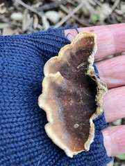 Trametes hirsuta