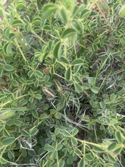 Crotalaria lotoides