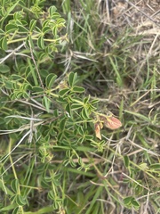 Crotalaria lotoides
