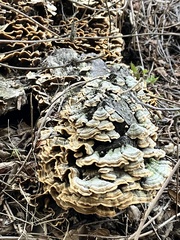 Trametes hirsuta