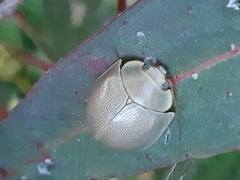 Paropsisterna crocata