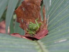 Austrosalomona destructor