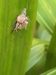 Gudeoconcha sophiae