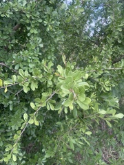 Ehretia rigida nervifolia