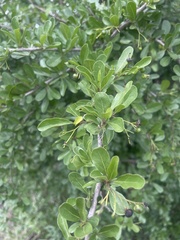 Ehretia rigida nervifolia