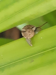 Gudeoconcha sophiae