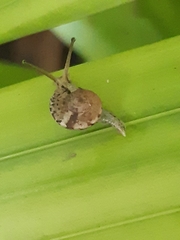 Gudeoconcha sophiae