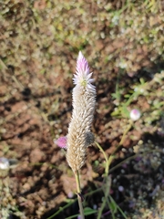 Celosia argentea