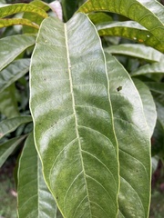 Pouteria campechiana