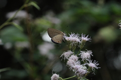 Jamides bochus formosanus