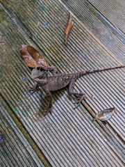 Acanthosaura meridiona