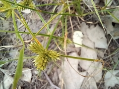 Cyperus aggregatus