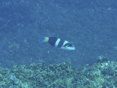 Thalassoma nigrofasciatum