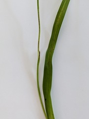 Thelymitra longifolia