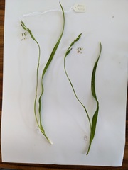 Thelymitra longifolia